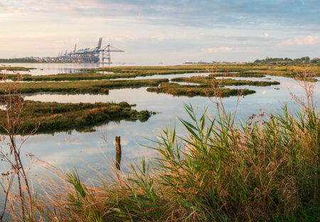 Dredging at Port of Felixstowe Supports Innovative Coastal Protection and Wildlife Habitat Project